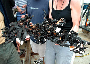 Scientist Laura Robinson has to strain her arm muscles to hold this large sample of fossil Desmophyllum cristagalli on fossil Gorgonian coral, from yesterday's Alvin dive. The corals are covered in black manganese crust, while the white portions are the calcium carbonate underneath. Those CaCO3 ends of the Gorgonians show where this sample broke apart when Alvin reached the surface. When the collection basket is full and the samples are large, that's always a risk.  