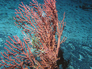 Another shot out the starboard side. As most Dive and Discover fans know, this is the living coral Paragorgia. 