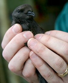 A petrel, which spends most of its life at sea, snuck aboard the ship but was spotted near the Alvin hanger by Jim Holden, a microbiologist from the University of Massachusetts. Jim gently hoisted the bird into the air then watched it circle Atlantis and fly away.