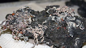 Tube worms measuring 3 to 4 inches were retrieved along with a sample of a black smoker hydrothermal vent chimney called Roane. The red worms live in the white casings and emerge from the trumpet-shaped ends to feed.