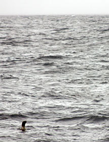  Sea lions pop up near Alvin when the sub returns each evening. They are rarely spotted in the mornings. Maybe they sleep late? 