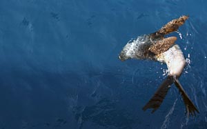 Afternoon sun and mild seas drew researchers and crew to the fantail, where sea lions played near the ship&rsquo;s thrusters.