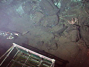 Spider crabs living at the Easter Island hydrothermal vent chimney complex check out clean up efforts by divers in Alvin on Monday.