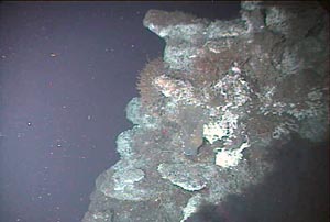 Sulfide flanges at the hydrothermal structure Milli-Q resemble ledges protruding from the main trunk of the structure. Scientists saw the flanges when visiting the site at the Main Endeavour field.