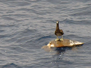 From our ship, we have seen turtles in the water and boobies in the air. But on the last expedition, to the East Pacific Rise, researchers and crew spotted the two animals hanging out together. (Photo by Don Nuzzio) 
