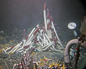 Tubeworms at Rosebud grew considerably since scientists last visited in 2002. The red-tipped worms live inside of the white tubes. They can grow up to one and a half meters (5 feet).