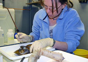 Microbiologist Naomi Ward scrapes samples of bacteria living on the surface of mussels and tubeworms collected from the Rosebud hydrothermal vent field. She hopes to identify the various types of bacteria to learn about their relationships with their deep-sea animal hosts.