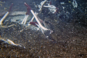 When scientists discovered Rosebud in 2002, the tubeworms were about as long as a pencil. In the next slide, see how Rosebud has grown since then.