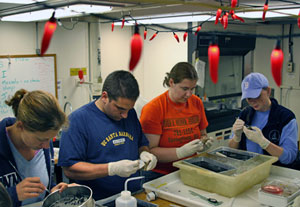 Dissecting, labeling, and carefully storing dozens of animals collected from the seafloor can take hours, starting at sundown and often extending well past midnight. Breea Govenar, Kevin Penn, Kate Buckman, and Rhian Waller (from left) keep it lively in the lab with music and chili pepper lights.  (Photo by Amy Nevala)