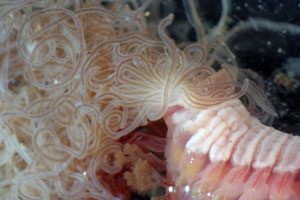Under a microscope, a terebellid worm�s many tentacles look like cooked spaghetti. Tentacles are used for feeding. Scientists found the worm living among tubeworms they brought back from Rosebud.(Photo by Stace Beaulieu)