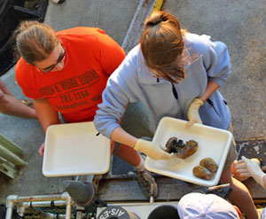 Biologist Kate Buckman (orange shirt) assists microbiologist Naomi Ward as she transports mussels into the lab, where she will scrape them for bacteria. Naomi works to identify and understand the relationships between bacteria and animals living at hydrothermal vents. (Photo by Amy Nevala)