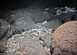 Divers observed dead mussels and clams on pillow lava flow during today's dive to Mussel Bed. The small, white structures on the rock are the tubes where worms once lived. We think that they, too, were dead. 