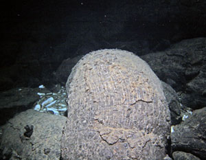 Stretch marks formed on pillow lava at Mussel Bed as the lava oozed from the seafloor and broke through the jagged crust. The white shells of dead clams are scattered near the pillow lava. 