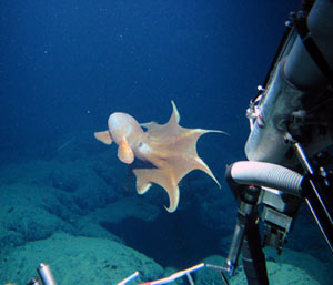 Bruce Strickrott, supervising today�s launch, positions the catwalk for loading people inside Alvin. The submersible is 23 feet (7 meters) long, but its 6-foot (2-meter) diameter sphere is large enough for only the pilot and two passengers.
