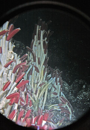 Volcanologist Adam Soule, who saw these tubeworms today at the Garden of Eden vent site, said he was surprised by their height, estimated to be about six feet (two meters). (Photo by Adam Soule)