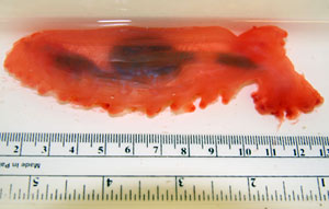 Researchers captured this sea cucumber during yesterday&rsquo;s dive, shown here on its side. Sea cucumbers can grow as big as a football. (Photo by Stace Beaulieu)