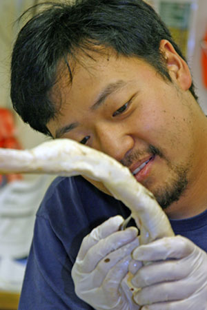 Biologist Walter Cho removes small worms and other organisms found living on the surface of tubeworms collected yesterday from the Garden of Eden. (Photo by Amy Nevala)