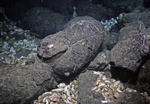 Clamshells litter the seafloor in pockets between large pillow lavas at a vent site called Clambake. Divers in Alvin today discovered the site is no longer active.
