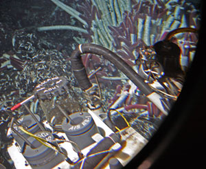 Today at the Garden of Eden, Alvin pilot Pat Hickey caught a purple bythitid fish. After sucking the fish into the slurp, he transferred it to a basket that scientists had jokingly labeled &ldquo;piscado aqui&rdquo; 