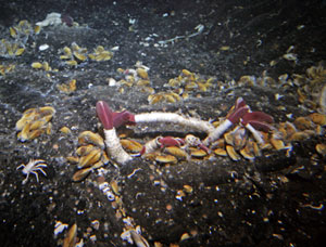 At Rosebud today, divers saw both adult and juvenile mussels colonizing a crack in the seafloor. This range in age and size suggests that the community is still evolving.