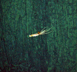 A squid, about 50 centimeters (20 inches) long, glides over a sheet flow on the seafloor. (Photo by Woods Hole Oceanographic Institution)
