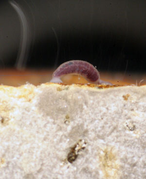This leech, magnified eight times, had settled on a basalt block left by biologists on the seafloor to learn about larval colonization. (Photo by Stace Beaulieu)