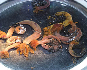 The Captain calls, “Cast off the lines!” and the ship is free of the dock and heading out to sea. Jeff Benitz pulls in one of the docking lines.