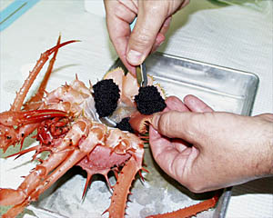  The underside of the spiny spider crab carries large numbers of black eggs.