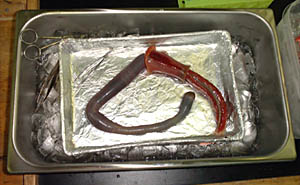 A tubeworm has been removed from its chitinous tube for dissection. The gray part is the cavity or trophosome. The muscle is between the gray cavity and the red plume. 