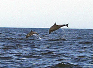A mother and baby dolphin jump out the water together. We stayed far enough away so that we did not disturb these marine mammals, so were unable to identify what type of dolphins they were. 