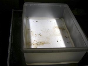 Brenna McLeod, graduate student from Trent University, Canada (left) and Lena Von Harbou use a drill to attach the net to the cod end. (Photo by K. Madin)