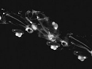 A LAPIS image of an Antarctic salp chain, showing the high LAPIS image quality.