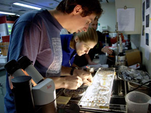 10 p.m.: Brennan Phillips and Kelly Rakow measure salp lengths on the light table in the evening. (Photo by Jun Nishikawa, University of Tokyo)