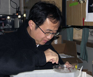 Jun is a �salp-picker,� pulling salps out of the bongo sample. (Photo by Diane DiMassa, Massachusetts Maritime Academy)