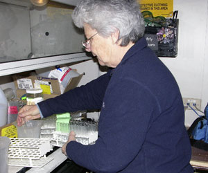 Tyranny of the tubes: Izzie Williams arranges the hundreds of glass test tubes that must be washed and dried every day, to enable us to make hundreds of readings on the fluorometer. (Photo by Kate Madin, WHOI)