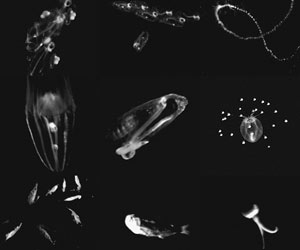 Several pictures of zooplankton taken by the LAPIS instrument at depths down to 500 meters.