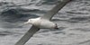 albatross