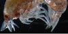 amphipod