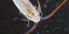 copepod