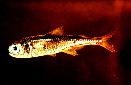 Although few kinds of fish live in Antarctic waters, this a kind of fish that lives in the Antarctic, and in all oceans, in deep water. It is small, about 4 inches, and is called a myctophid. (Photo by T. Sutton, Harbor Branch Ocenographic Institution)