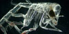 phronima_amphipod