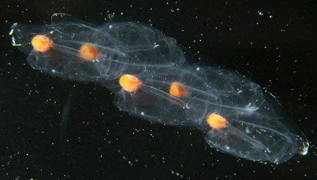 Ctenophores are bioluminescent, and produce a blue-green light. (Photo by Larry Madin, WHOI)