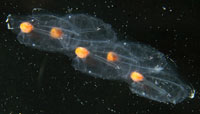 Salps can be single animals (top), called solitaries, or in chains (bottom), called aggregates. 