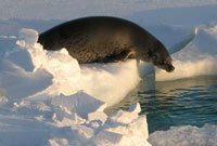 The most common zooplankton in all the oceans are called copepods.