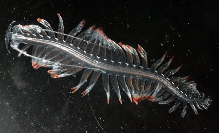 A Tomopterid worm. (Photo courtesy of Larry Madin, WHOI) 