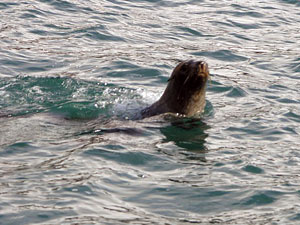 Pulling on the inner hood is not easy.