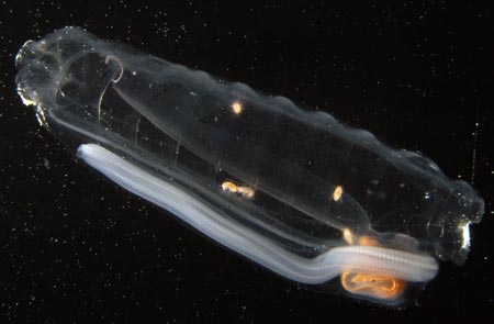 salp photo #1