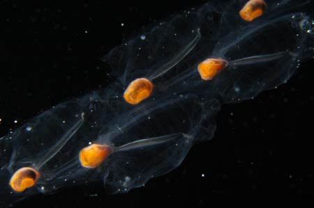 salp photo #3