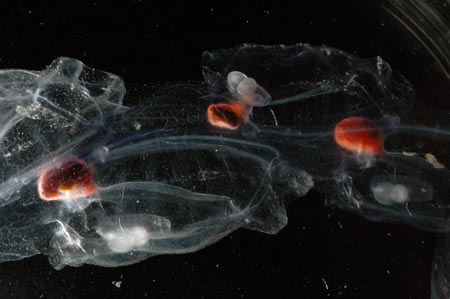 salp photo #3