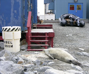 With the full blue-and-black drysuit completely on, Diane tapes on the third pair, waterproof blue gloves.
